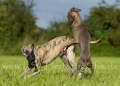 14 Windhund-Trio